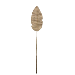 Palma De Rattan 2 mts