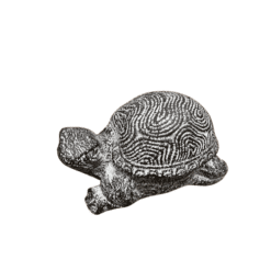 Tortuga - Camino a Casa Uruguay